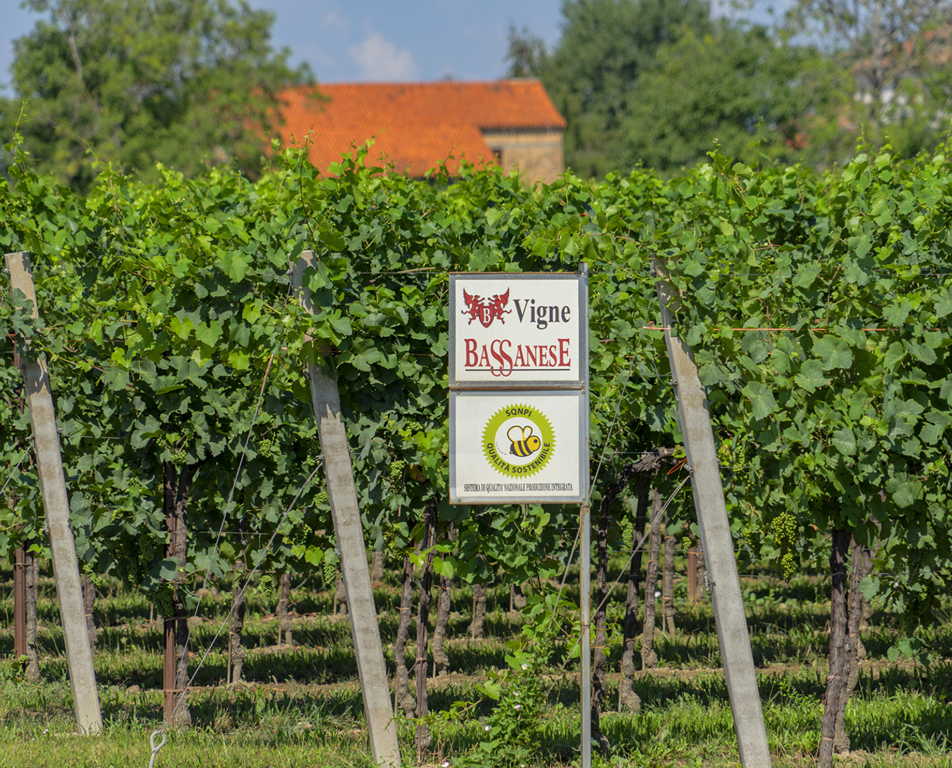 Le nostre uve e i nostri vini sono certificati